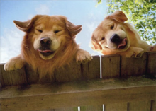 Load image into Gallery viewer, Dog &quot;Just Checking In&quot; Card
